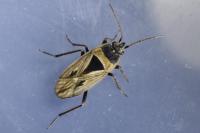 Xanthochilus quadratus