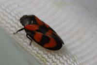 Cercopis vulnerata