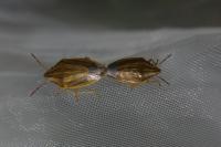 Aelia acuminata