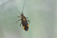 Capsodes flavomarginatus
