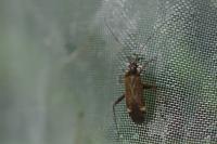 Closterotomus fulvomaculatus