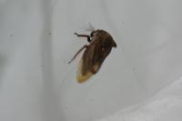 Centrotus cornutus