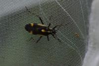 Capsodes sulcatus
