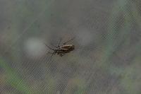 Horistus orientalis