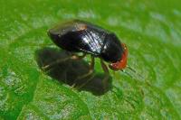 Geocoris erythrocephalus