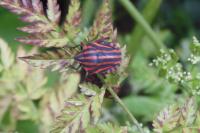 Graphosoma italicum