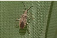 Ceraleptus lividus