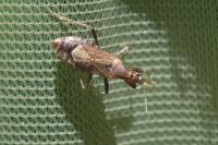 Himacerus mirmicoides