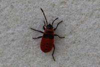 Pyrrhocoris apterus