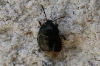 Legnotus limbosus