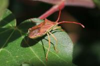 Gonocerus acuteangulatus