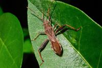 Camptopus lateralis