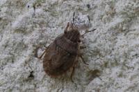 Sciocoris cursitans