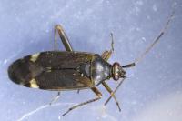 Closterotomus fulvomaculatus