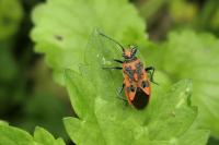 Corizus hyoscyami