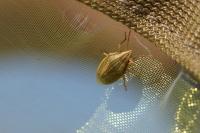Aelia acuminata