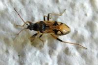Beosus maritimus