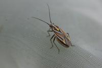 Horistus orientalis