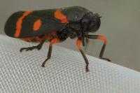 Cercopis intermedia