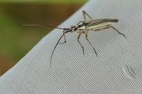 Leptopterna dolabrata