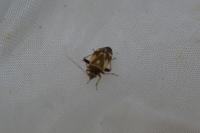 Polymerus unifasciatus