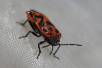Eurydema ornata