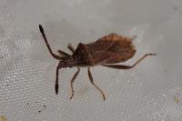 Coriomeris