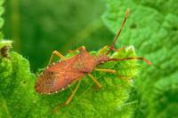 Gonocerus acuteangulatus