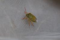 Piezodorus lituratus