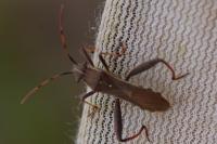 Camptopus lateralis
