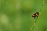 Cercopis sanguinolenta