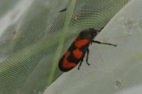 Cercopis vulnerata