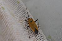 Calocoris nemoralis