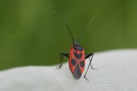 Calocoris nemoralis