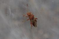 Rhopalus subrufus
