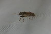 Heterogaster urticae