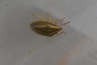 Aelia acuminata
