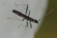 Micrelytra fossularum