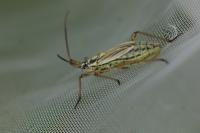 Leptopterna dolabrata