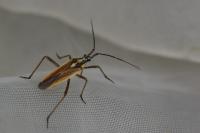 Leptopterna dolabrata