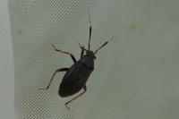 Capsus ater