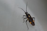 Capsodes sulcatus