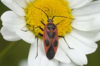 Calocoris nemoralis