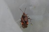 Deraeocoris olivaceus