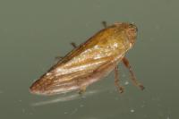 Aphrophora