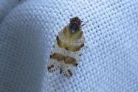 Tachycixius venustulus