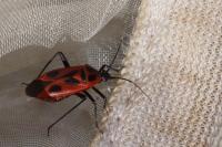 Calocoris nemoralis