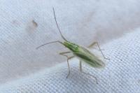 Acetropis gimmerthalii