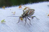 Horistus orientalis