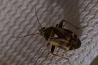 Polymerus unifasciatus